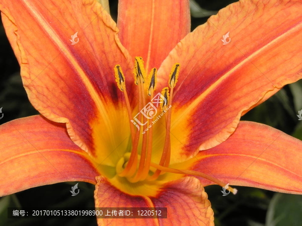 黃花菜