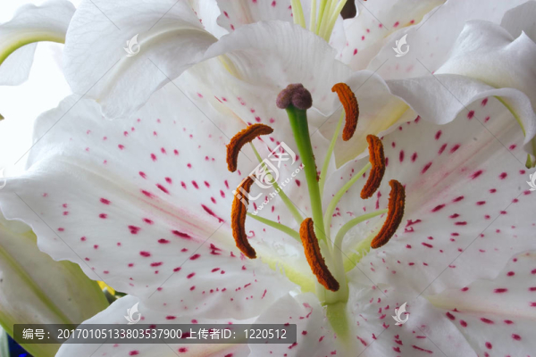 復(fù)活節(jié)的百合花