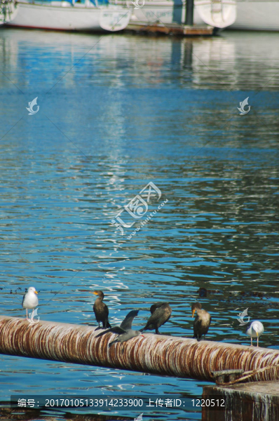 在港口的海鳥