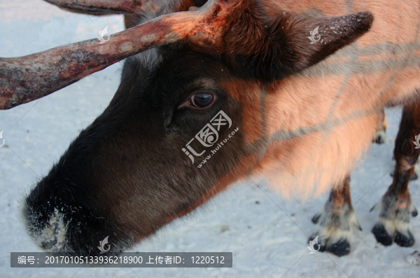 馴鹿