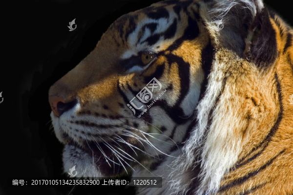 老虎孤立
