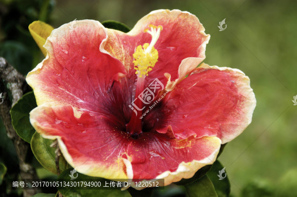 芙蓉的恩典
