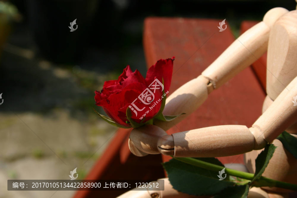 紅玫瑰堅(jiān)持了