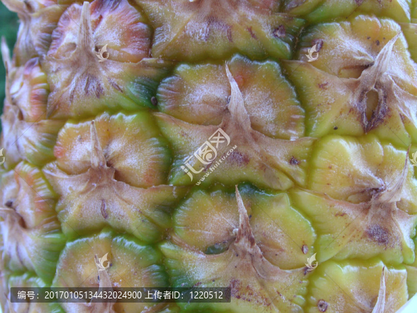 菠蘿的細(xì)節(jié)