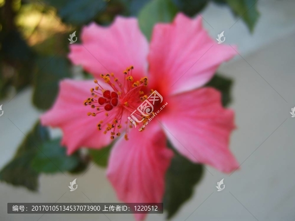 粉紅色的花