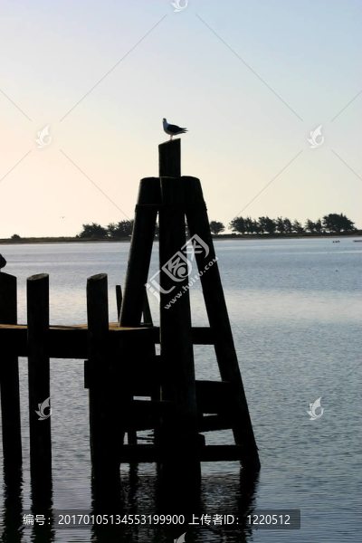 海鷗在森塞特