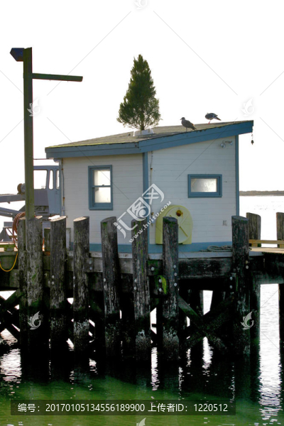 魚的小屋里的圣誕樹