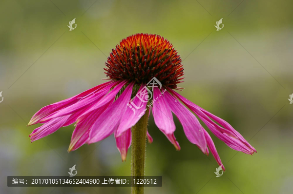 紫錐菊
