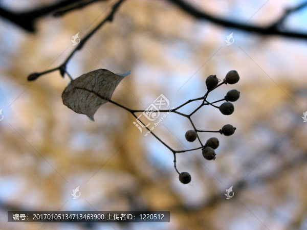 菩提樹的種子宏觀