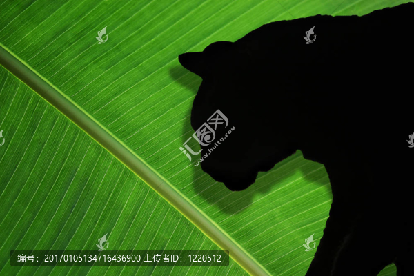 大貓簡介