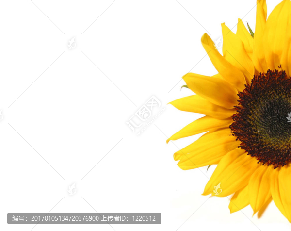 向日葵的一半-匯圖網(wǎng) www.fosd68.com 向日葵的一半