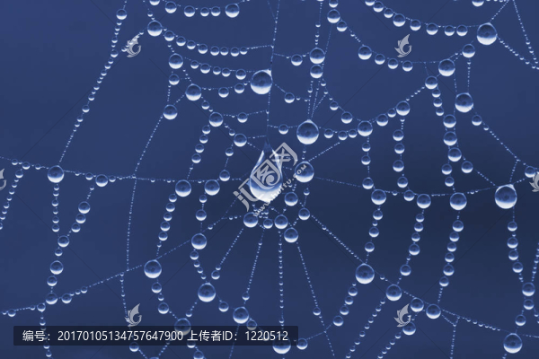 蜘蛛網(wǎng)