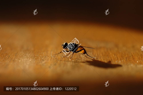 家蠅