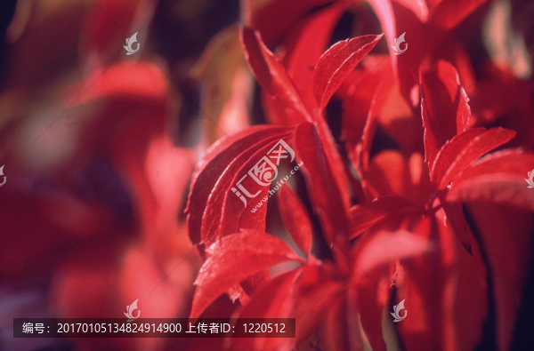 秋天的落葉