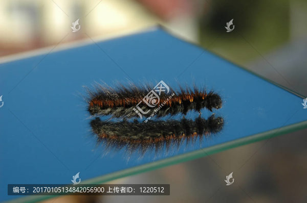 卡特彼勒