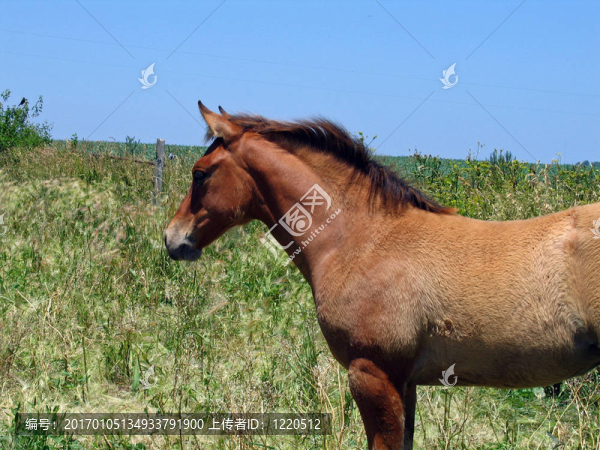 季度匹小馬駒