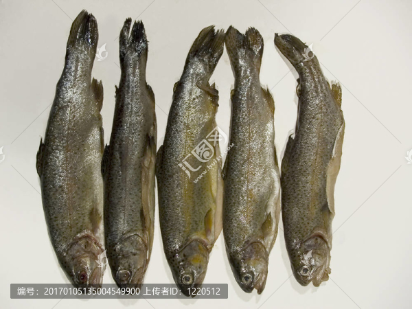 魚(yú)
