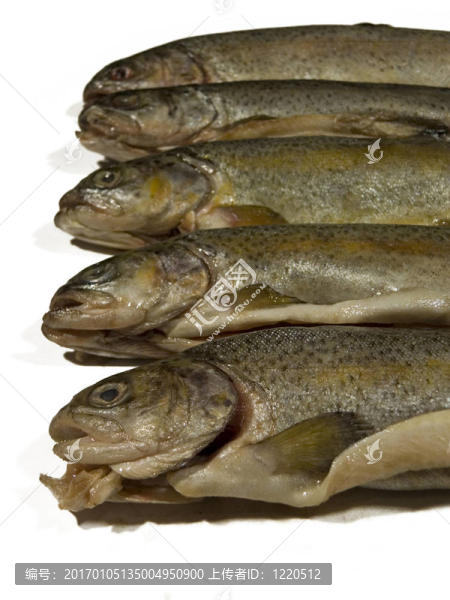 魚