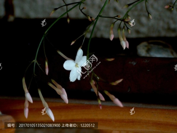 白色的小花