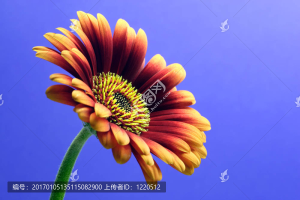 小太陽菊