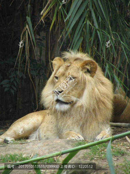 獅子
