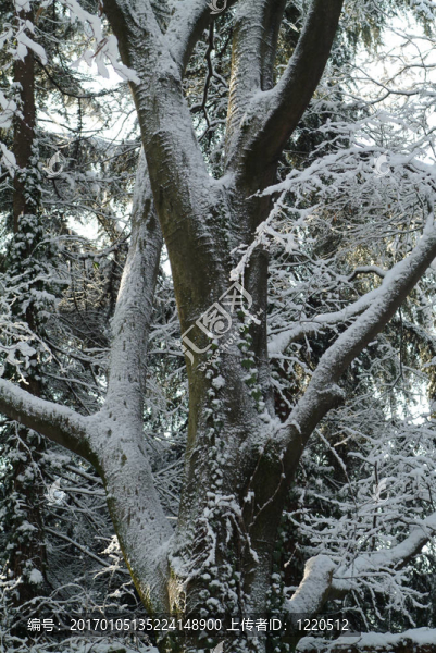 雪白色的樹