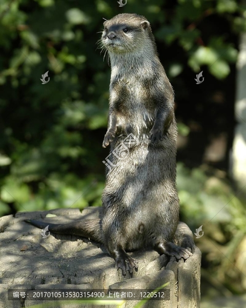水獺