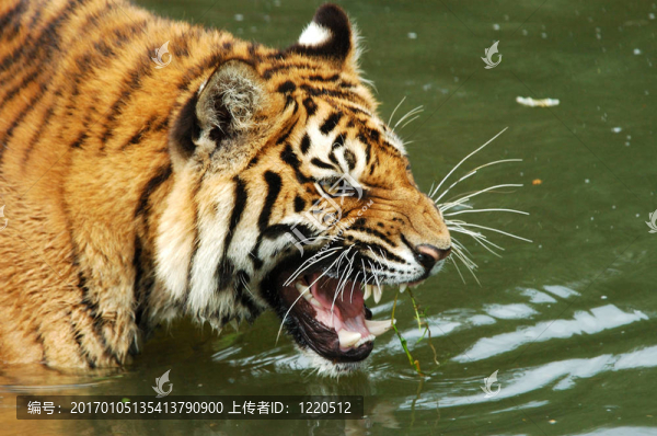 東北虎。