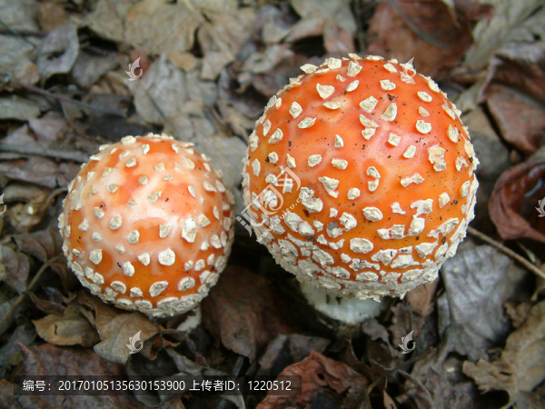 真菌