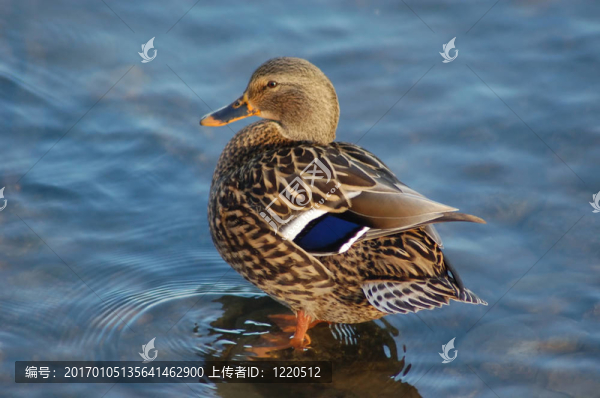 雌綠頭鴨