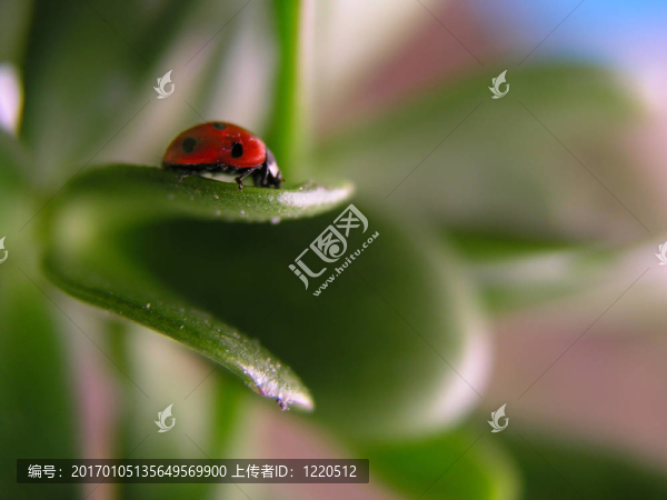 瓢蟲2