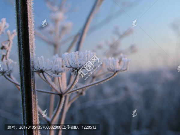 Hoar,frost,3