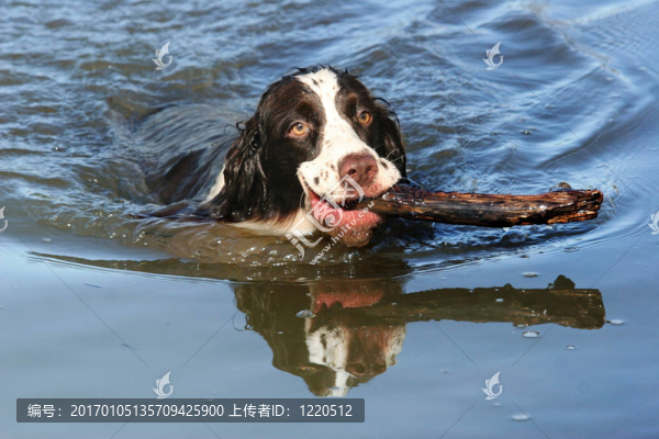 湖上的狗