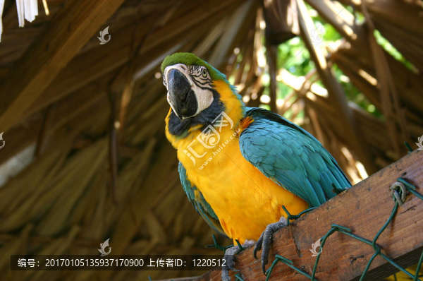鸚鵡
