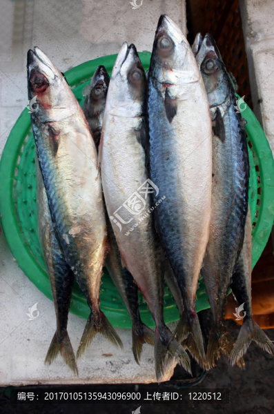 魚市場(chǎng)