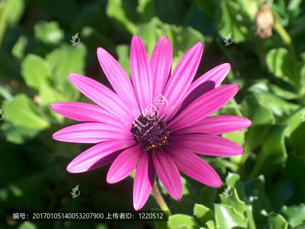 pink_daisy01-匯圖網(wǎng) www.fosd68.com pink_daisy01