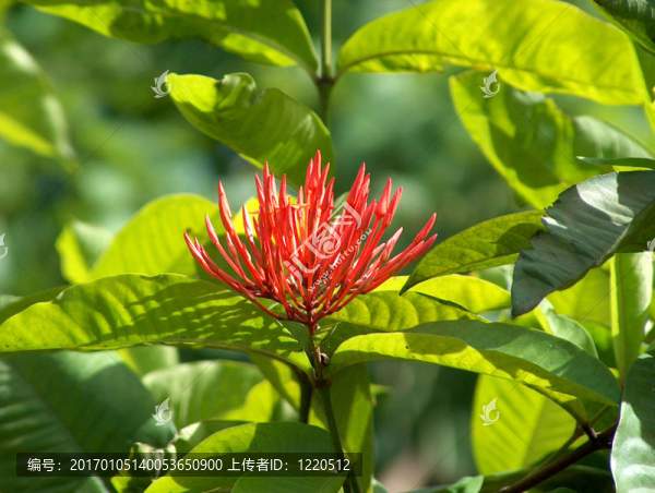 red_flower01-匯圖網(wǎng) www.fosd68.com red_flower01