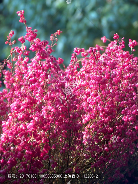 pink_heather01