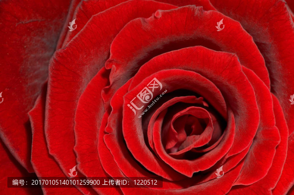 玫瑰紅玫瑰