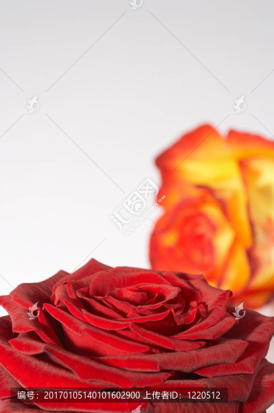zweif脙隴rbige玫瑰色rosezweif盲虜壟IgE玫瑰雙色玫瑰