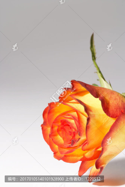 黃；橙玫瑰-蓋布；orange,Rose
