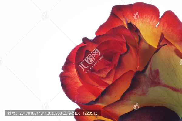zweif脙隴rbige玫瑰色rosezweif盲虜壟IgE玫瑰雙色玫瑰