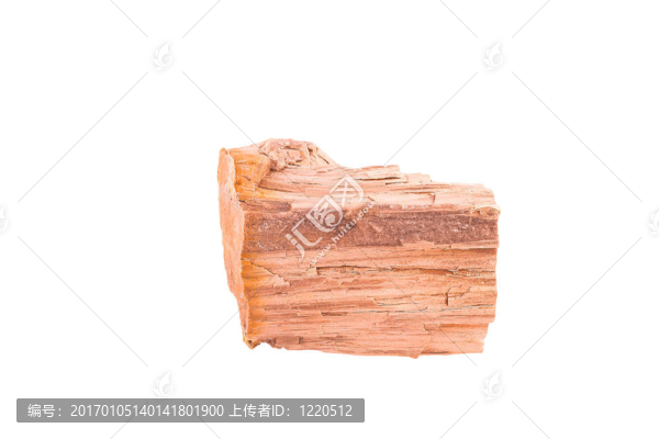硅化木