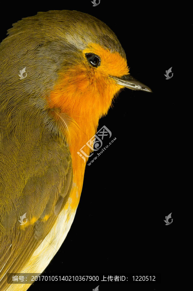 知更鳥