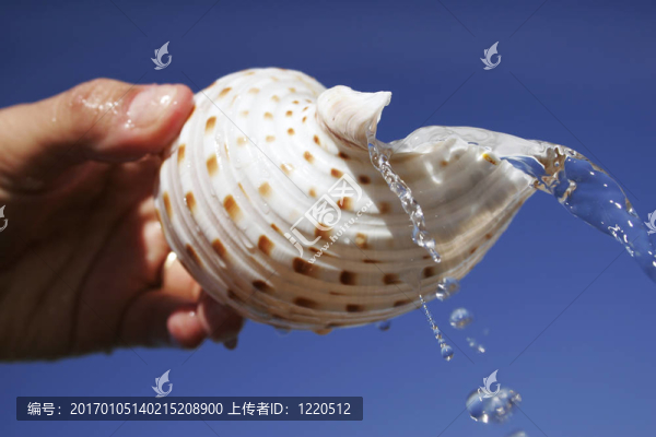 貝類水
