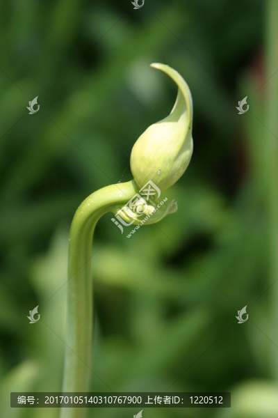 綠芽