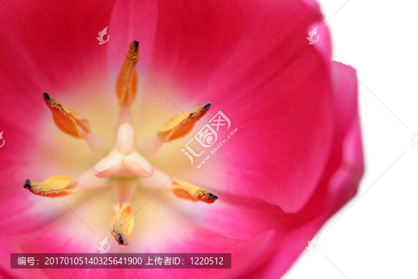郁金香的細(xì)節(jié)