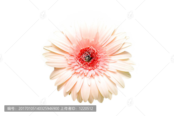 粉色非洲菊?；? title=