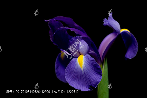 荷蘭鳶尾