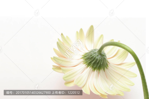 害羞的雛菊